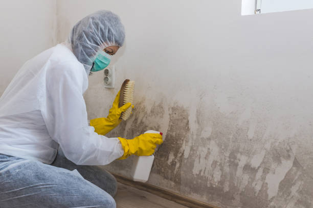 Best Comprehensive Air Testing for Mold Contaminants  in Mullens, WV